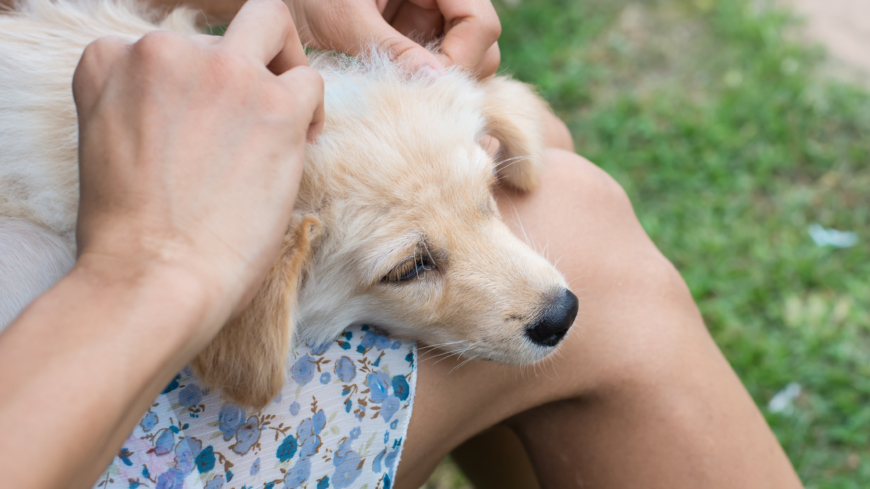 Borrelia är sällan allvarligt för hunden men för att minska antalet fästingbett är det bra om pälsen genomsöks efter varje promenad.  Foto: Shutterstock